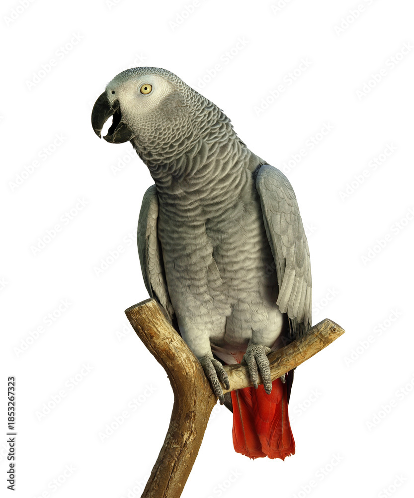 Obraz premium “Colorful Birds of the World Illustration Featuring Flying and Perched Birds, Tropical and Wild Bird Species in Nature, Perfect for Wall Art, T-Shirt Design, Posters, Stickers, and Stock Photography”