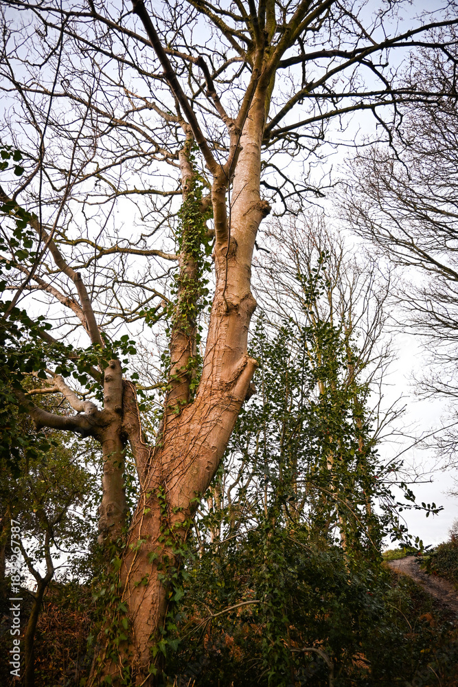 Fototapeta premium The tall Tree