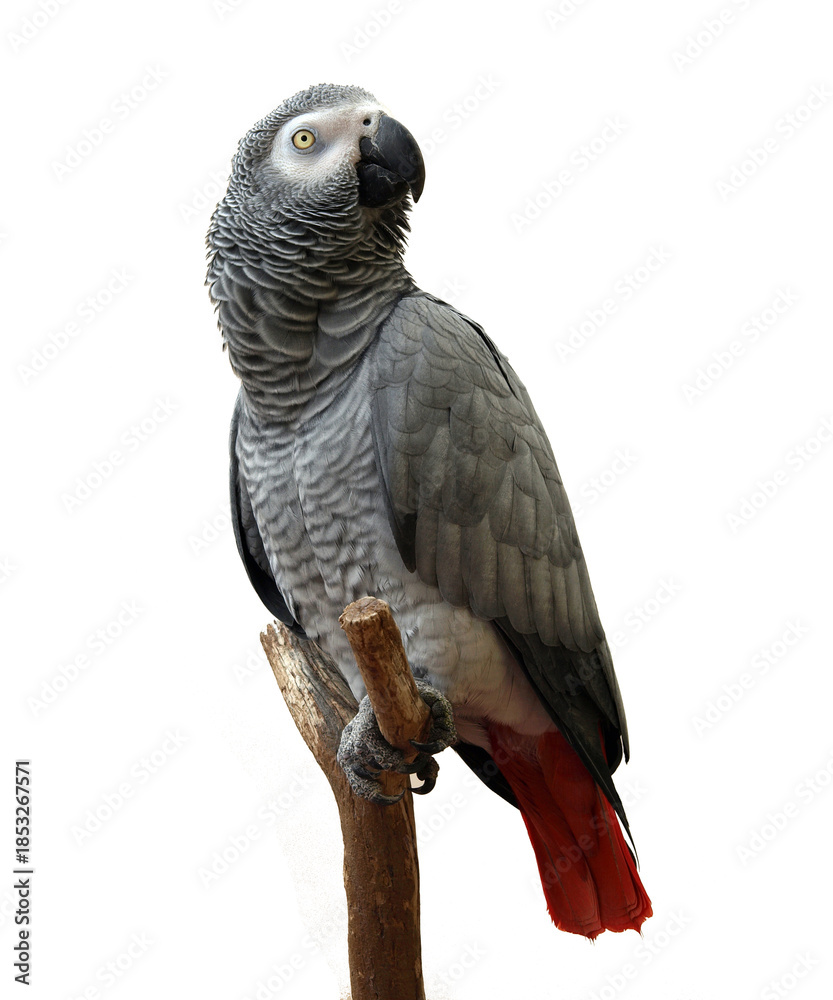 Naklejka premium “Colorful Birds of the World Illustration Featuring Flying and Perched Birds, Tropical and Wild Bird Species in Nature, Perfect for Wall Art, T-Shirt Design, Posters, Stickers, and Stock Photography”