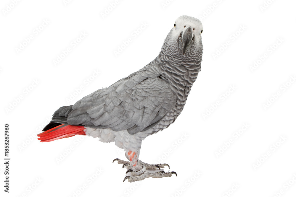 Naklejka premium “Colorful Birds of the World Illustration Featuring Flying and Perched Birds, Tropical and Wild Bird Species in Nature, Perfect for Wall Art, T-Shirt Design, Posters, Stickers, and Stock Photography”