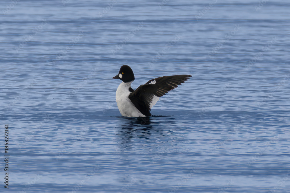 Fototapeta premium 湖に飛来したホオジロガモ