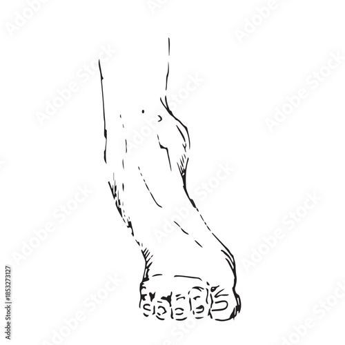Sketch of Foot Arch Extension and Toe Flexion Exercise