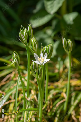 Ornithogalum umbellatum grass lily in bloom, small ornamental and wild white flowering springtime plant