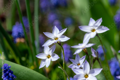 Ipheion uniflorum Wisley Blue spring starflower flowers in bloom, small light bulbous springtime flowering plant