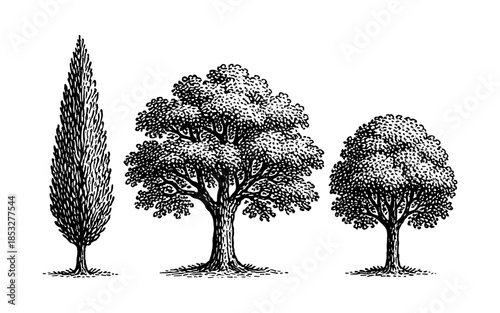 Detailed hand drawn sketch of three tree varieties with intricate foliage