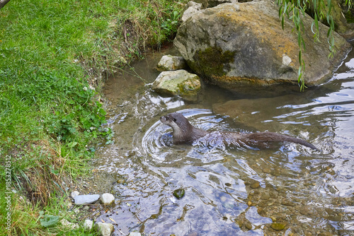 Wallpaper Mural Otter lounging in the water. Torontodigital.ca