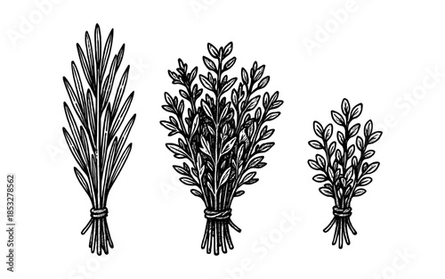 Hand drawn herb bundles of rosemary, sage, and thyme on white background