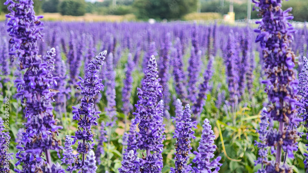 Fototapeta premium Blue salvia farinacea flowers blooming in the garden