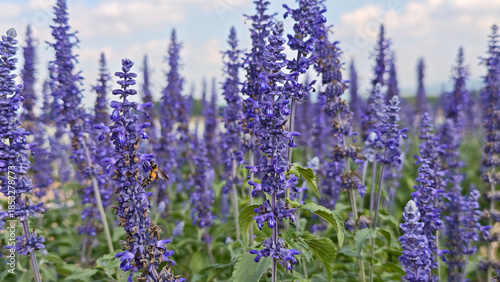 Tableau sur toile Blue salvia farinacea flowers blooming in the garden