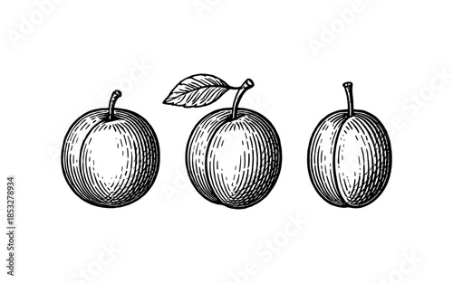 Hand drawn plum trio with leaf in vintage engraving style