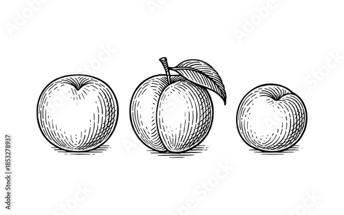 Hand drawn apples and peach with retro hatch style for vintage design