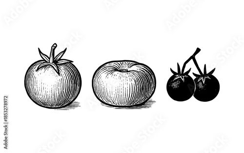 Vintage style tomato sketches featuring different varieties