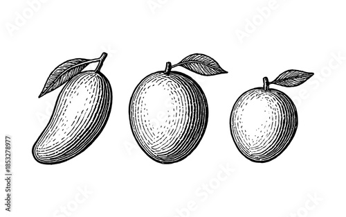 Vintage hand drawn mangoes with leaves: three detailed varieties in black and white ink style