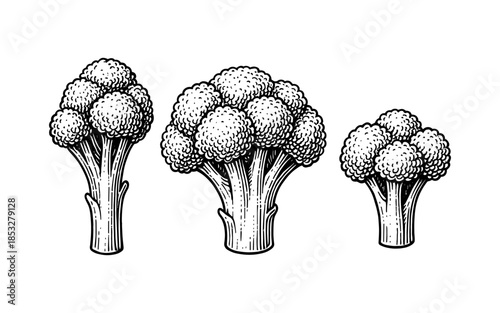 Detailed engraved vegetables: broccoli trio in classic black and white