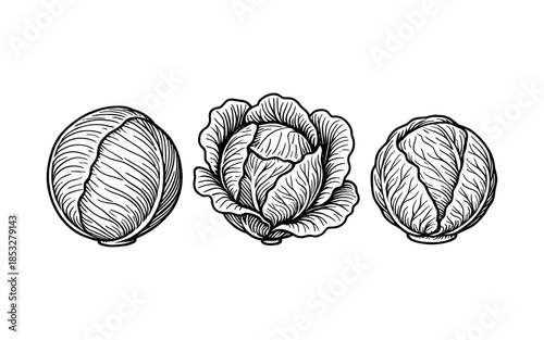 Intricate black and white cabbage varieties drawn in vintage engraving style