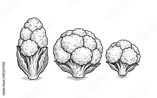 Detailed hand drawn cauliflower trio in vintage style with leaves