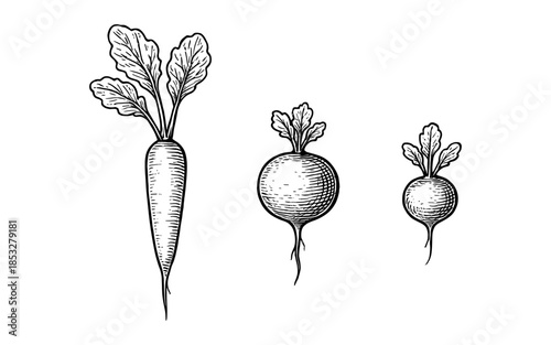 Hand drawn root vegetables with leaves: carrot and radishes in vintage black and white