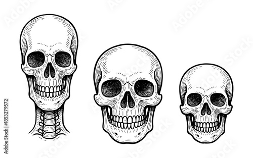 Detailed hand drawn human skull collection in vintage style