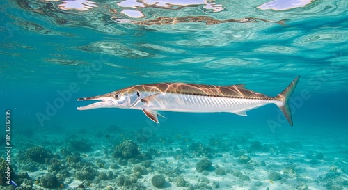 Halfbeak fish swimming near the water surface with its distinctive elongated lower jaw. A sleek coastal fish often found in shallow tropical and subtropical waters.
