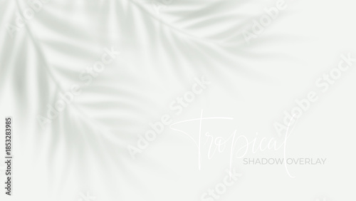 Tropical palm shadow overlay on white background with soft sunlight effect, perfect for summer design projects and realistic mockup presentations with natural foliage silhouettes