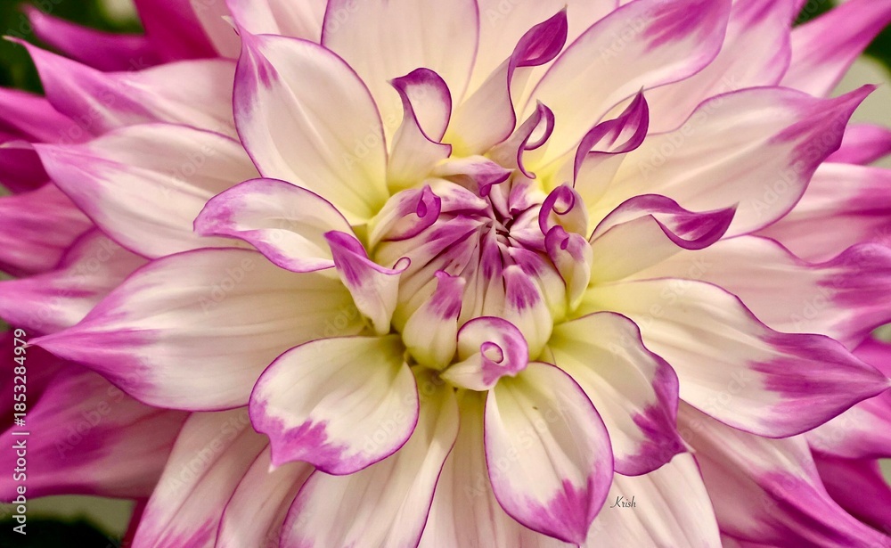 Obraz premium close up of purple and white dahlia flower