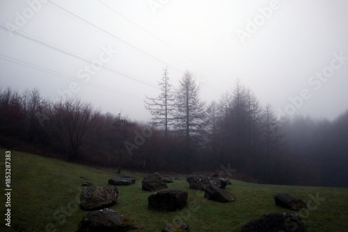 Misty Trees, Derbyshire II