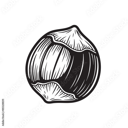 Vintage style vector illustration of a whole hazelnut still partially covered in its characteristic fibrous shell casing.
