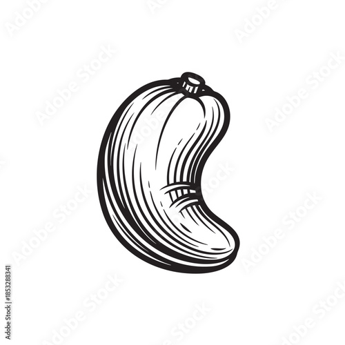 Engraving vector illustration of a single cashew nut, emphasizing its distinct curved shape and smooth texture.