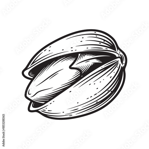 Detailed Engraving Illustration of a Fresh Cracked Pistachio Nut in Shell, Ready for Snacking.