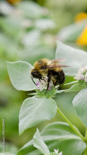 A bee busily working on a cluster of green plants 
