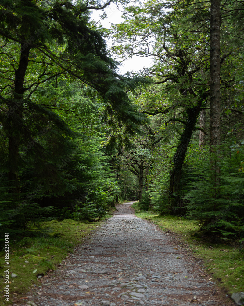 Fototapeta premium Forest trail through lush green woodland with gravel path
