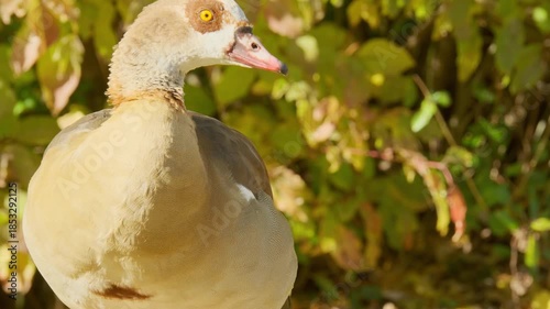 Egyptian geese Alopochen aegyptiaca on shore reservoir, enjoying grassy field, creating peaceful scene nature and wildlife in harmony, ornithology problems