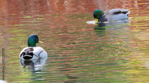 Anas platyrhynchos mallard duck, gliding across pond, perfect depiction wildlife in motion, beauty waterfowl in natural habitat, nature protection