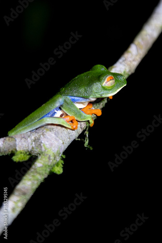 Rana de Ojos Rojos Agalychnis callidryas, commonly known as the red-eyed tree frog or red-eyed leaf frog