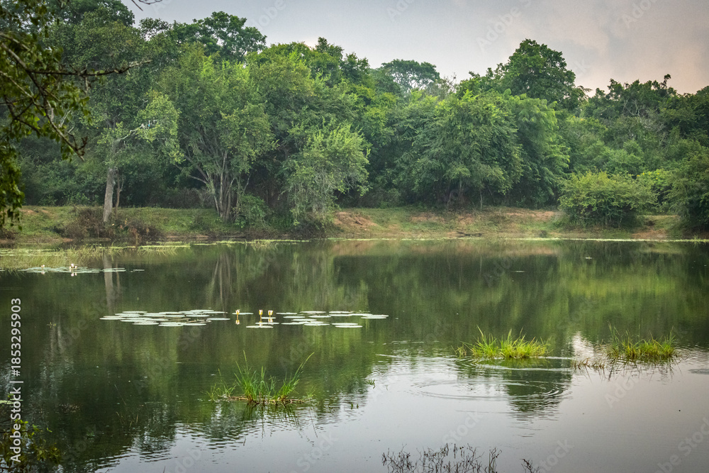 Fototapeta premium yala national park, sri lanka, game drive, ceylon