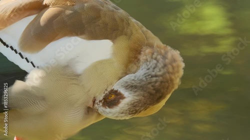 Egyptian geese Alopochen aegyptiaca cleaning feathers on lush green grass, enjoying grassy field, creating peaceful scene nature and wildlife in harmony, ornithology problems