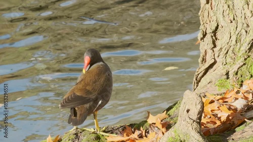 Gallinula chloropus reed water duck, marsh duck, small pigeon-sized waterfowl black bird in natural habitat, ornithology, nature protection