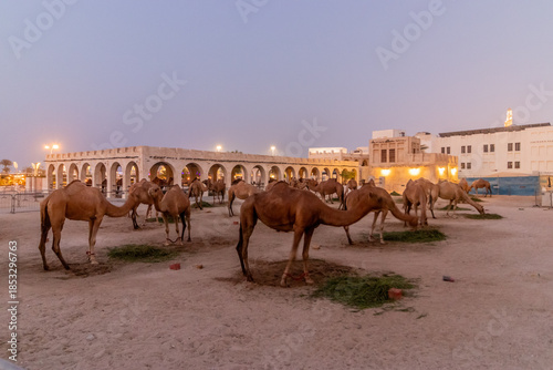 Evening view of a Camel pen at Souq Waqif market in Doha, Qatar