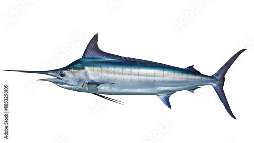 Photography Blue marlin fish isolated PNG on transparent background, majestic sea creature w