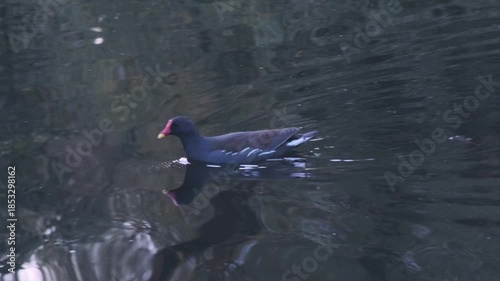 Gallinula chloropus reed water duck, marsh duck, small pigeon-sized waterfowl black bird in natural habitat, ornithology, nature protection, fauna natural zones temperate europe