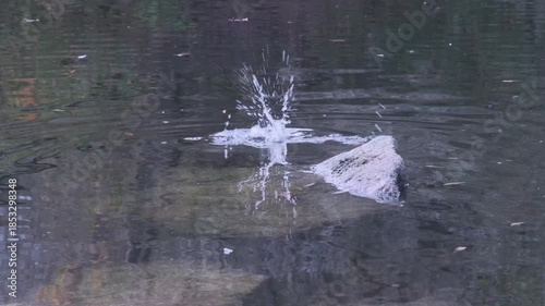 Gallinula chloropus reed water duck, marsh duck, small pigeon-sized waterfowl black bird in natural habitat, ornithology, nature protection