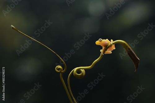 Golden Frog on the stalk