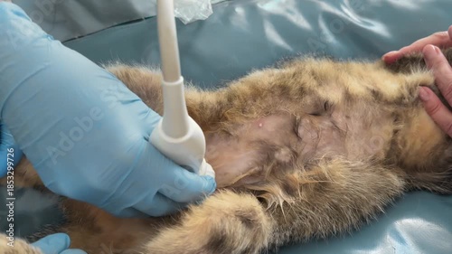 Veterinarian in blue gloves moves ultrasound probe across cat abdomen. Diagnostic exam helps monitor health of stomach, intestines and reproductive system.