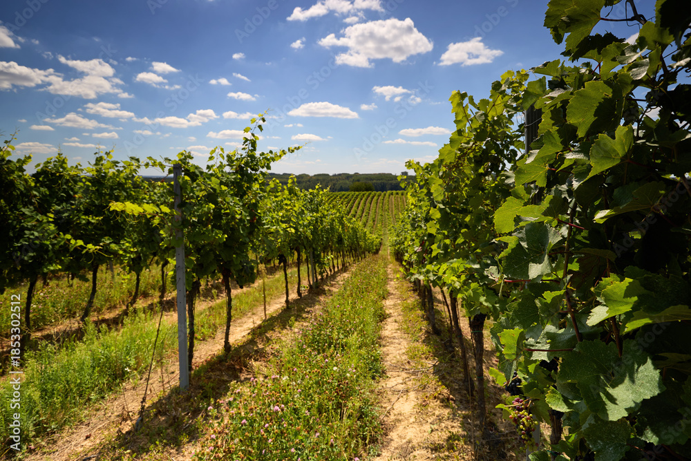 Naklejka premium View between grapevine rows on a summer vineyard under blue sky.