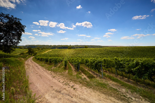 Landscape of a winemaking region with straight rows of vineyards and a country road