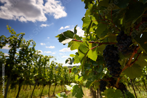 Summer vineyard symbolizing winemaking and rural nature.