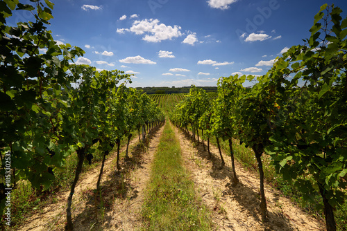 Vineyards with symmetrical rows of vines stretching across the landscape on a sunny day