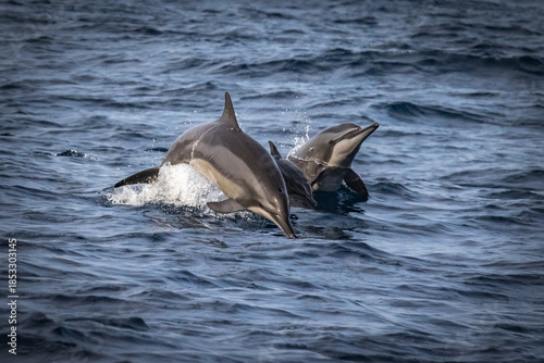 jumping dolphins, dolphin, mirissa, sri lanka, ceylon, asia