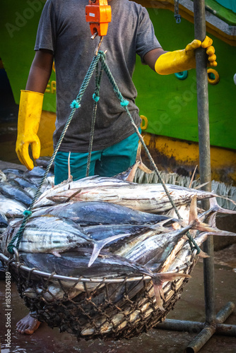 fresh fish in the market, tuna, mirissa, sri lanka, ceylon, asia, organic, freh, seafood