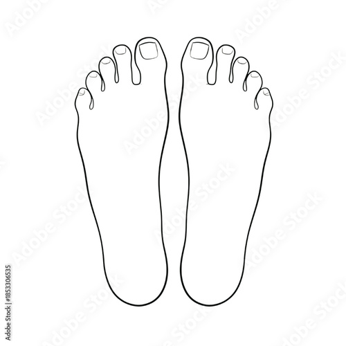 human feet top view anatomy minimalist line art illustration for wellness and podiatry
